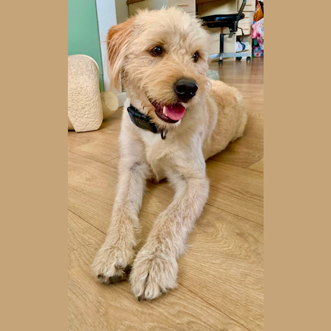 Photo of Toby