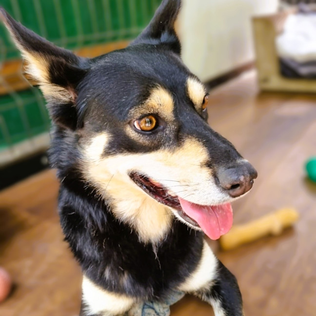 Photo of Dex