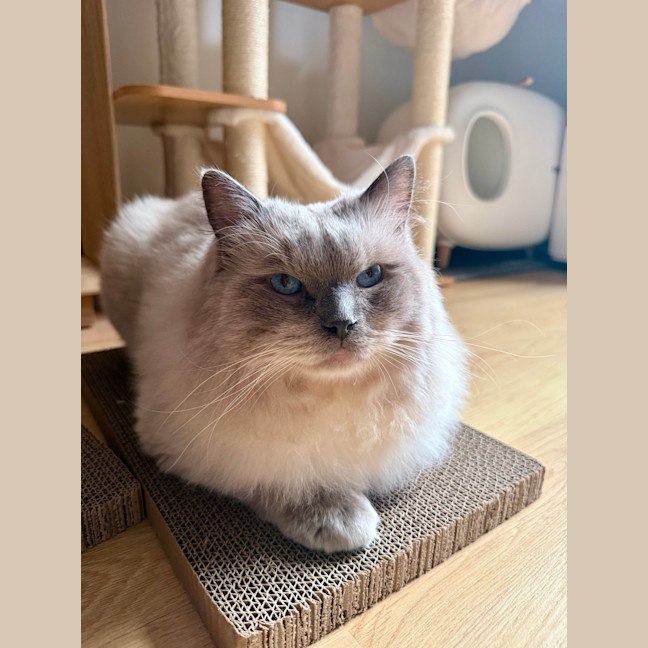 Photo of Tofu