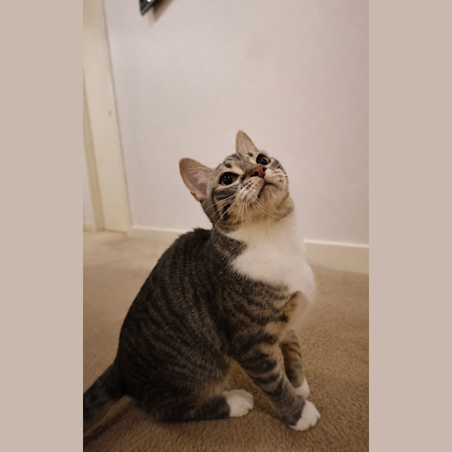 Photo of Sarabi