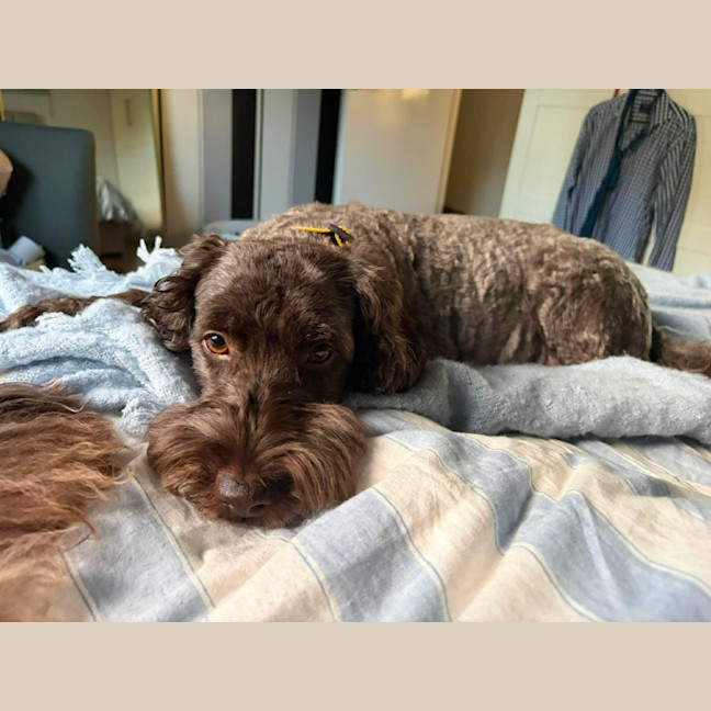 Photo of Remy
