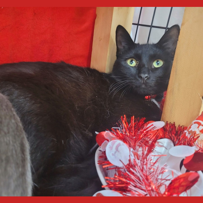 Photo of Kleo