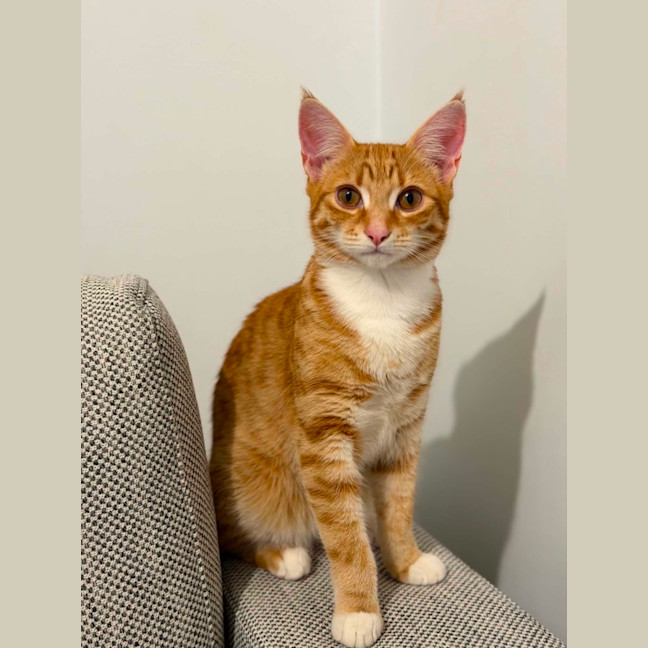 Photo of Jaffa