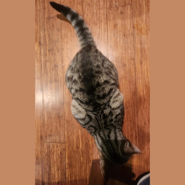 Photo of Cornelius   In Foster Care In Templestowe