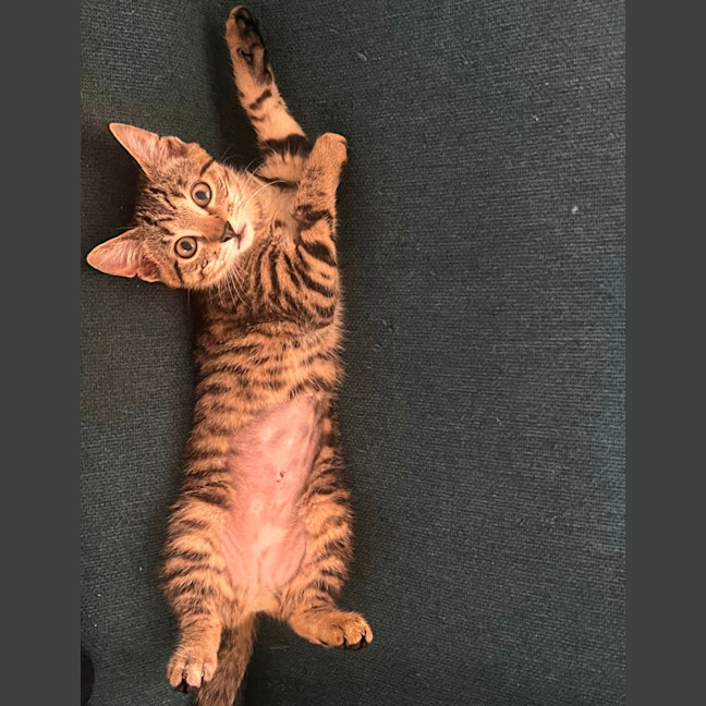 Photo of Katsu 