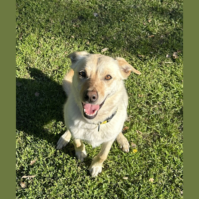 Photo of Koa