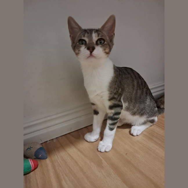 Photo of Willow