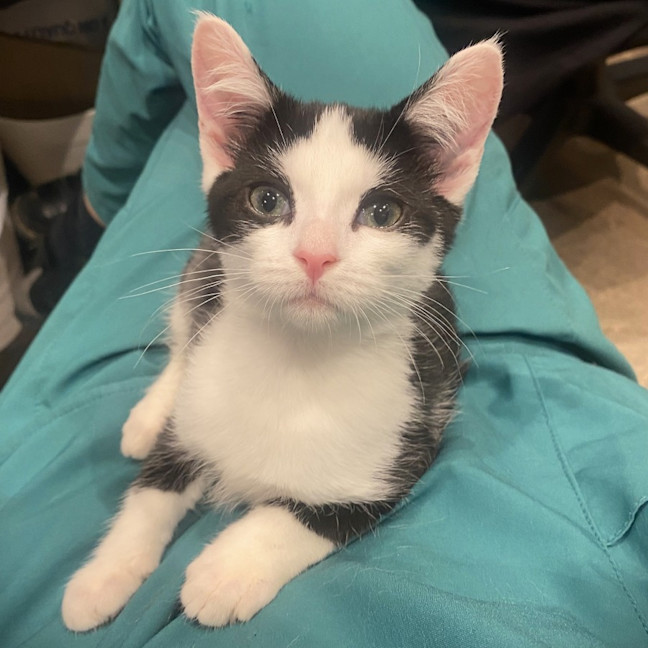 Photo of Puffin