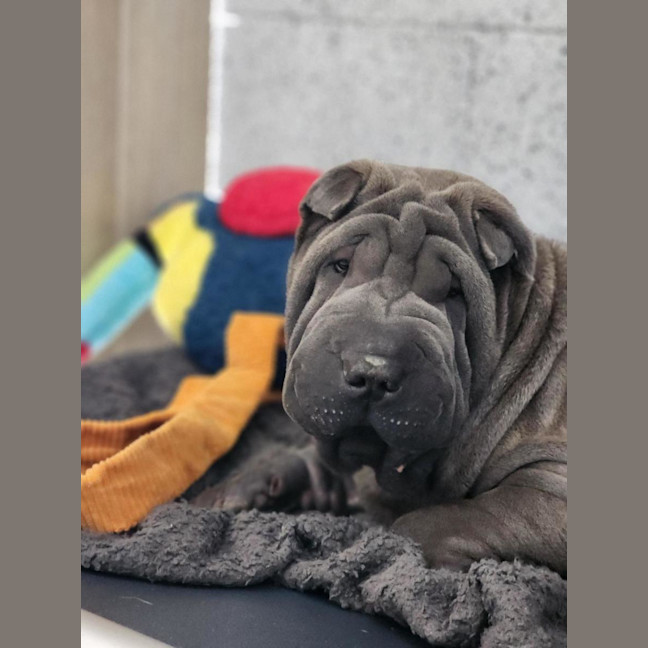 Photo of 🦎 Stretch 6879 🦎