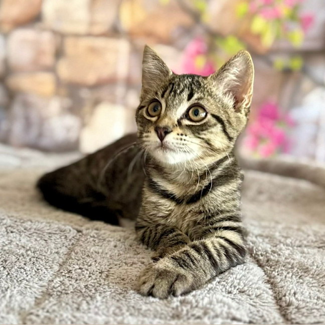 Photo of Captain Frankie (Located In Templestowe)