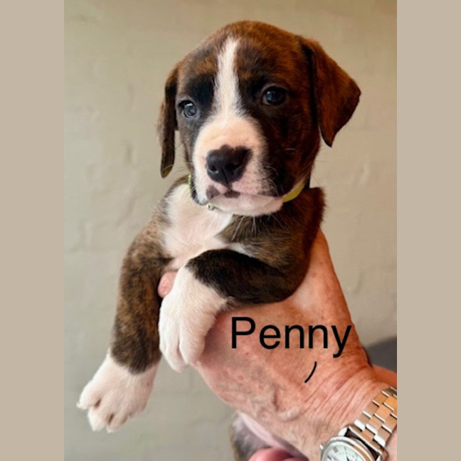 Photo of Penny