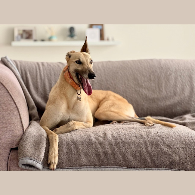 Photo of Orana The Greyhound