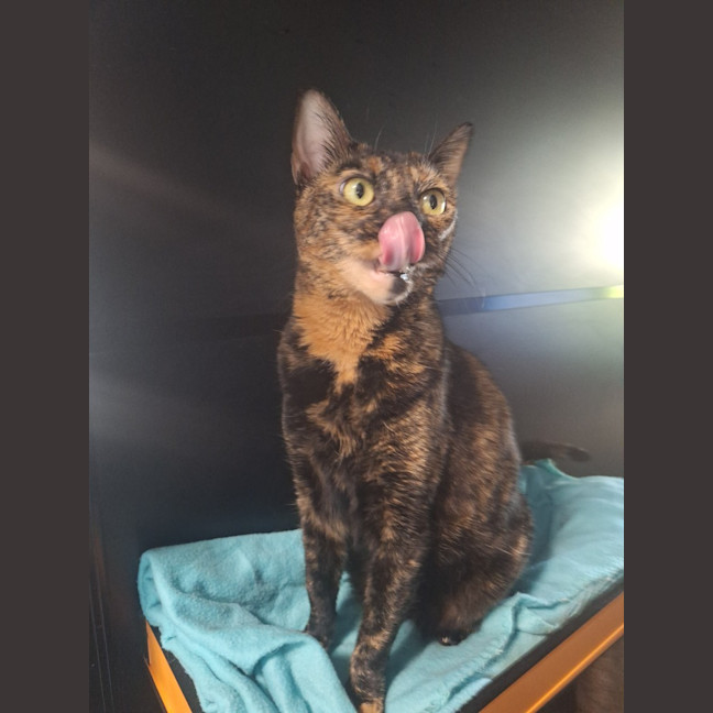 Photo of Tilly