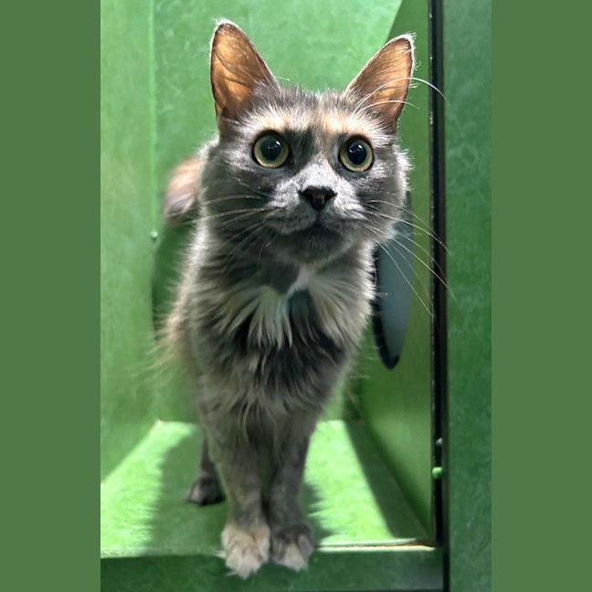 Photo of Annie