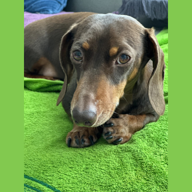 Photo of Douglas (Dougie)