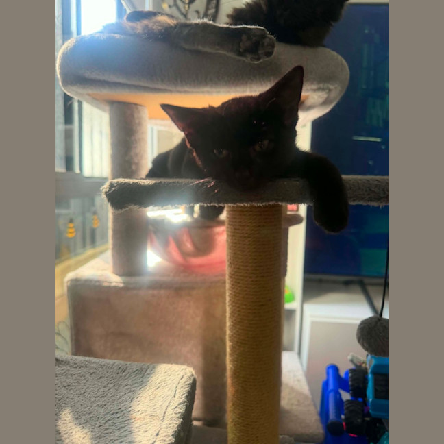 Photo of Bellatrix 🐈‍⬛ 