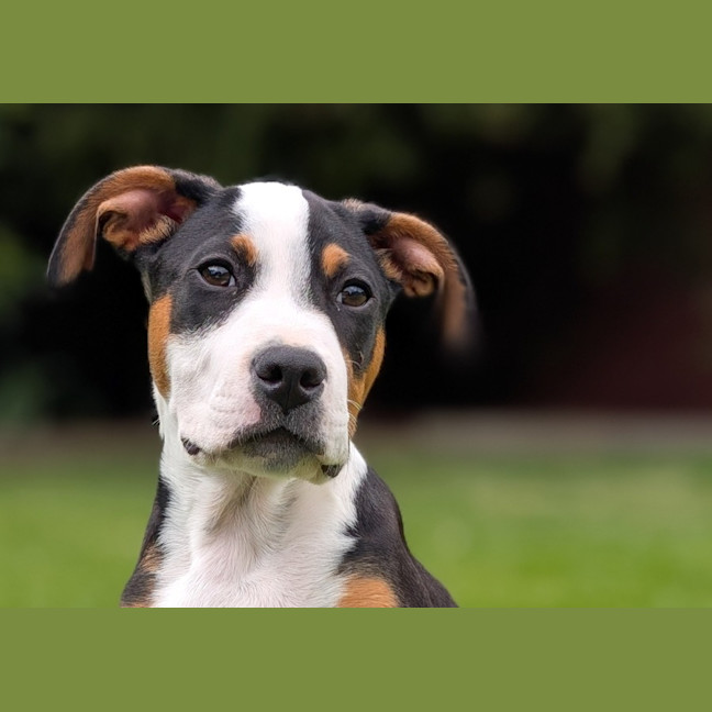 Photo of Romeo Foxtrot 