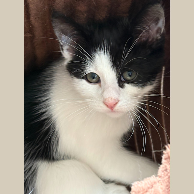 Photo of Salt & Pepper