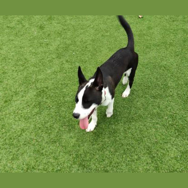 Photo of Ziggy