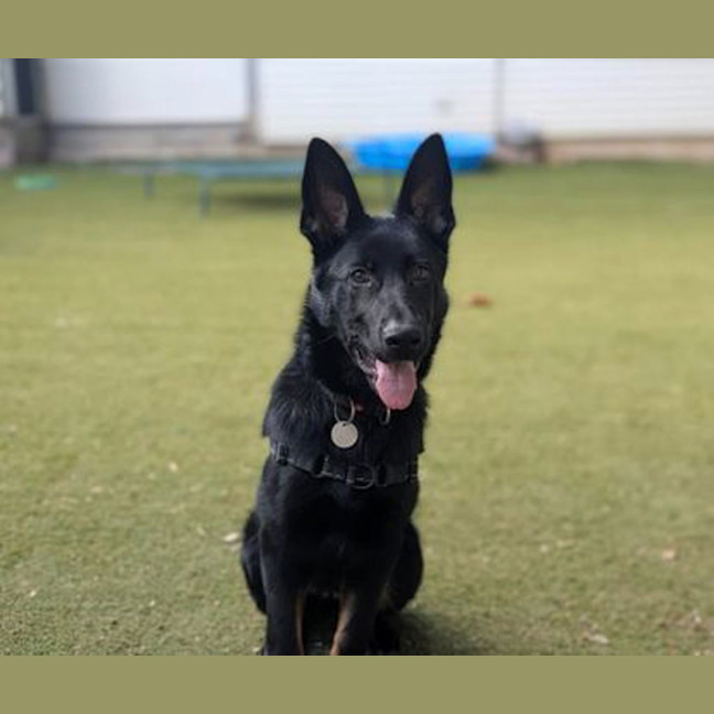 Photo of Bramble
