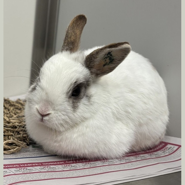 Photo of Kimora (Bonded To Kasha)