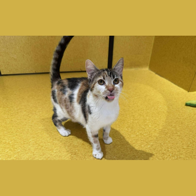 Photo of Hedwig Imp 2301