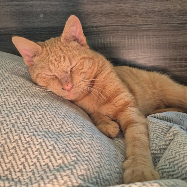 Photo of Alfie