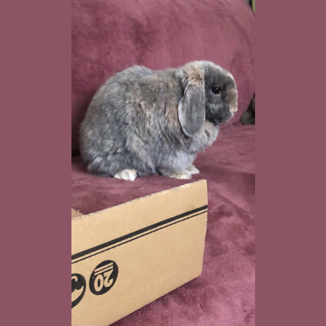 Photo of Sparkles Fonzie 