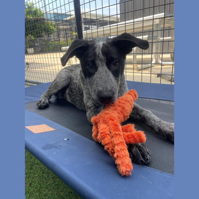 Photo of D1216 Panda