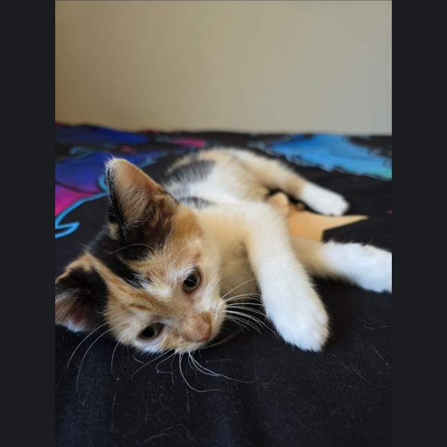 Photo of Abbi