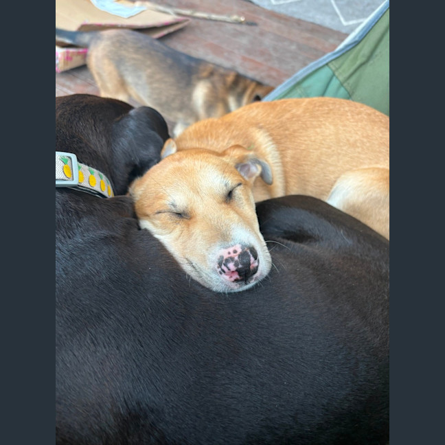 Photo of Oaties 