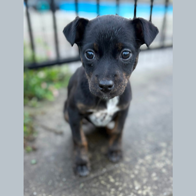 Photo of Minnie   8 Week Old Kelpie X