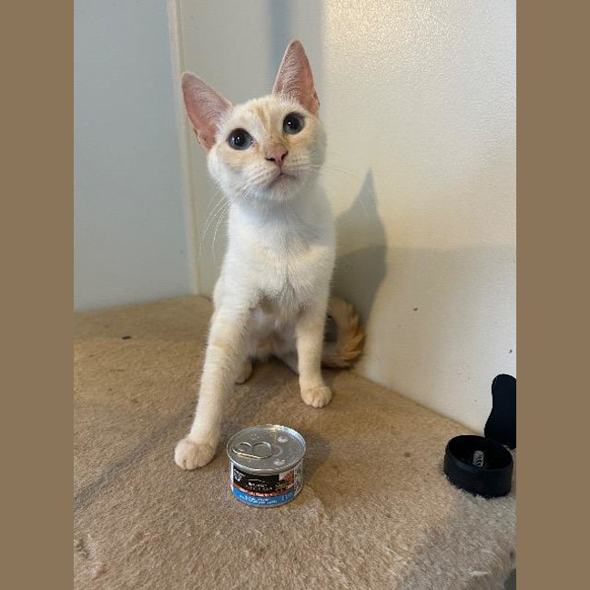 Photo of Harlow