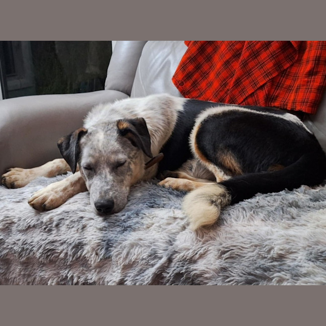 Photo of Sampson