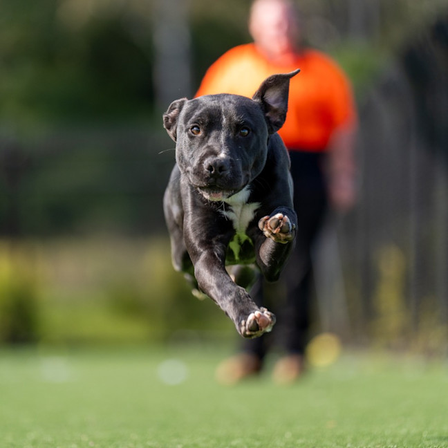 Photo of Baz Imp 962