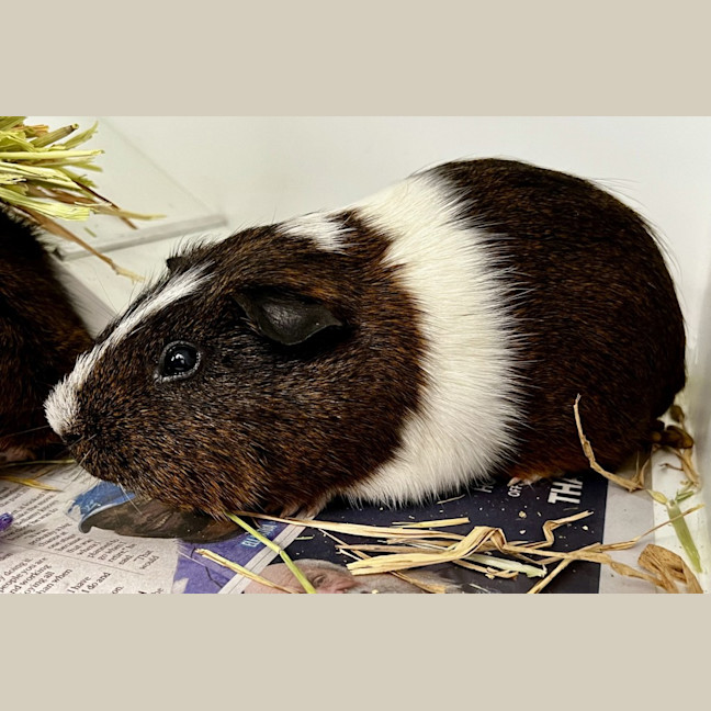 Photo of Freud (Bonded Pigmund)