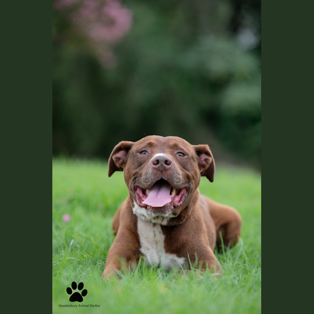Photo of Amos