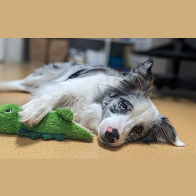 Photo of Nellie 