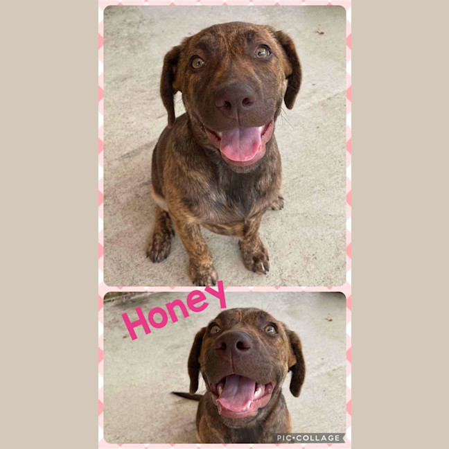 Photo of Honey
