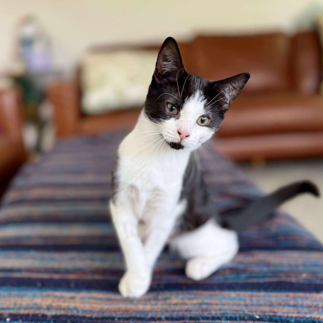 Photo of Aj   Located In Eltham