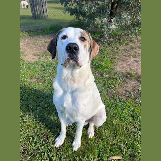 Photo of Pirate 