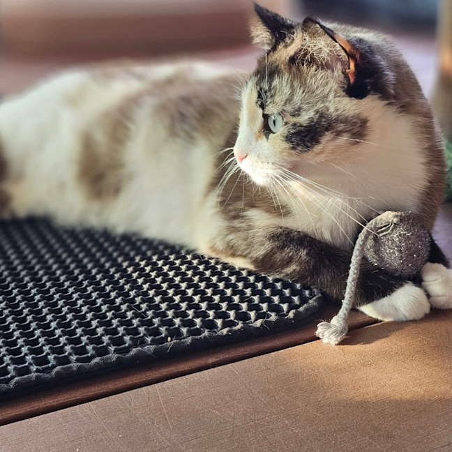 Photo of Miss Marbles