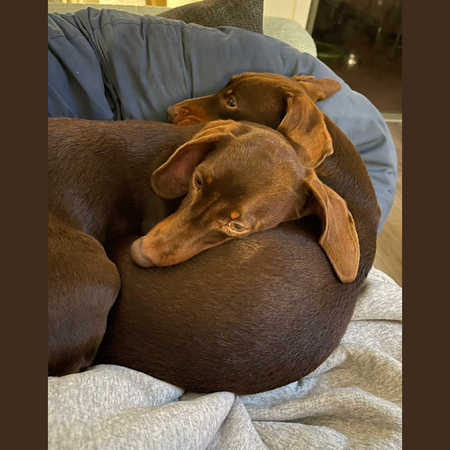 Photo of Bailey