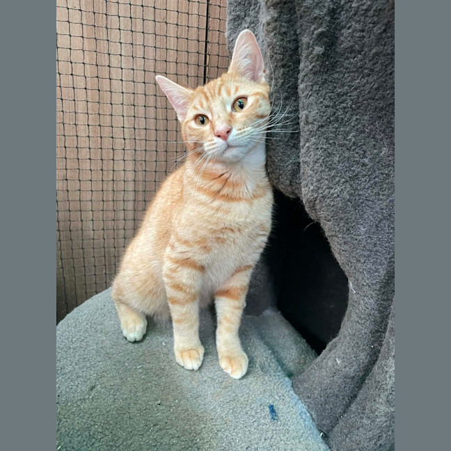 Photo of Henry Smith ** 2nd Chance Cat Rescue **
