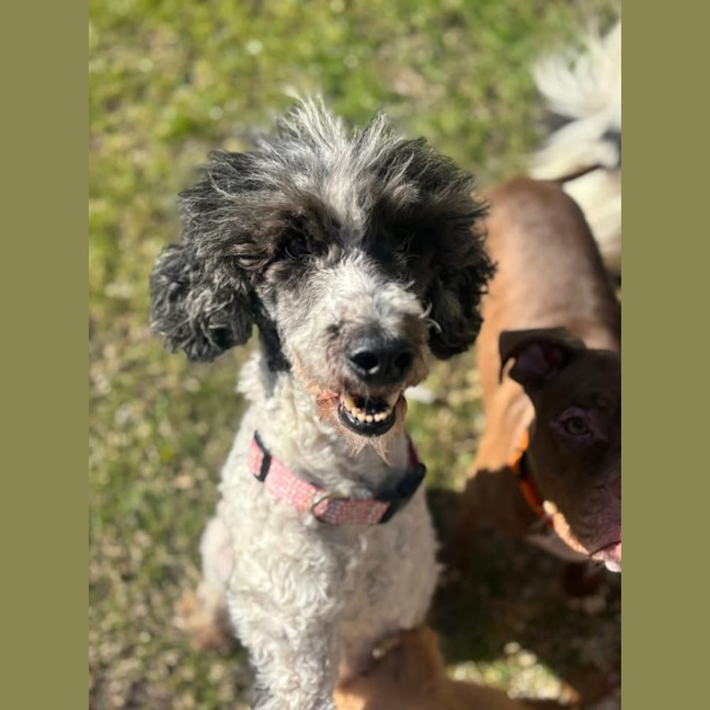 Photo of Freya   8 Year Old Poodle