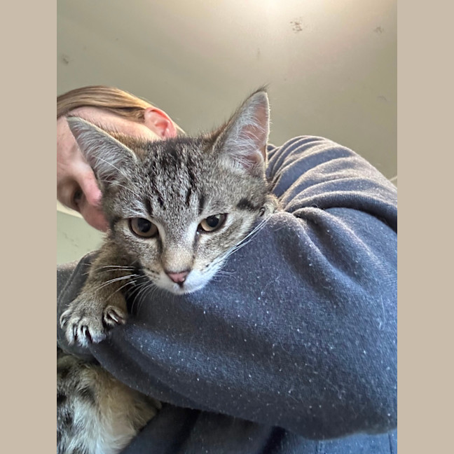 Photo of Spencer 🐱 