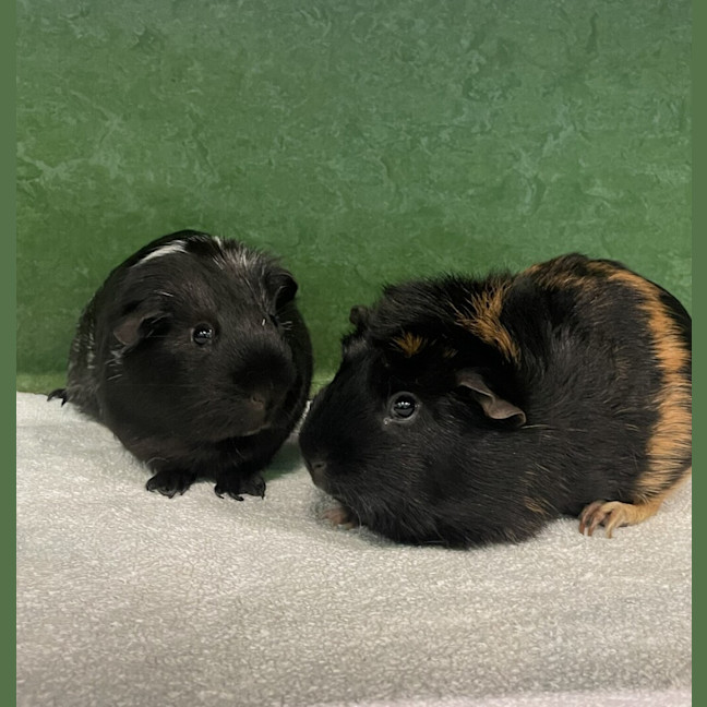 Photo of Raven (Bonded To Moose)