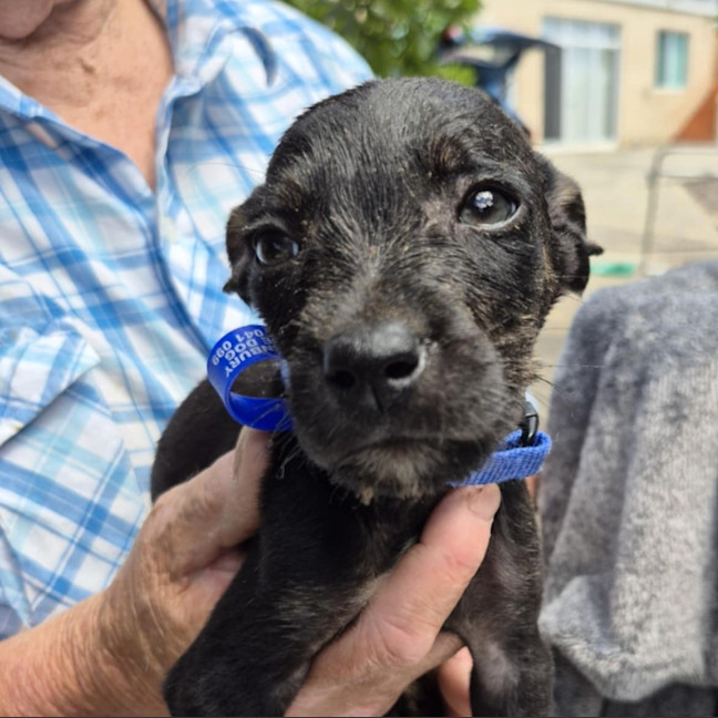 Chet - Medium Male Mixed breed Mix Dog in WA - PetRescue