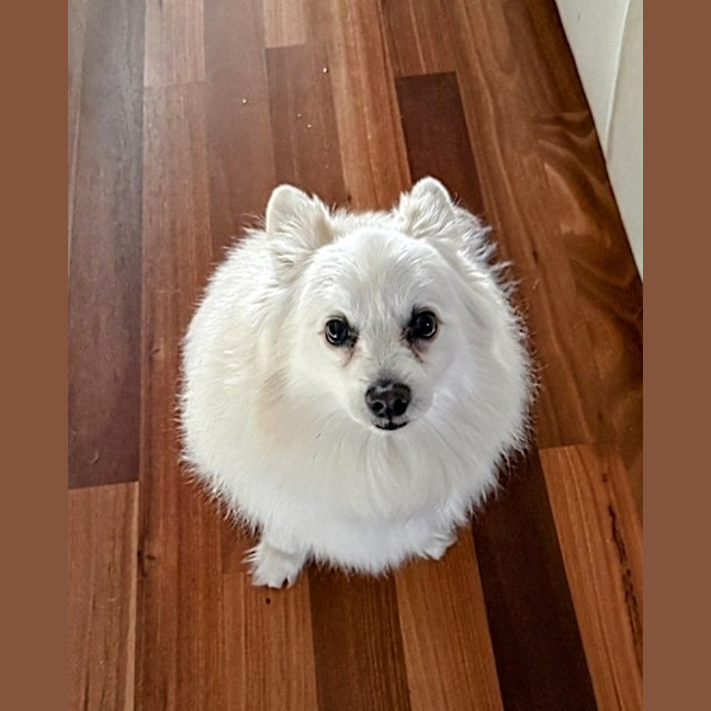 Photo of Foxy
