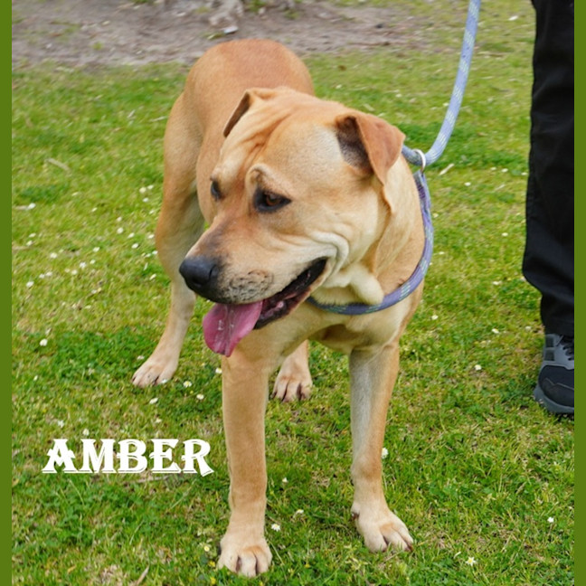 Photo of Amber